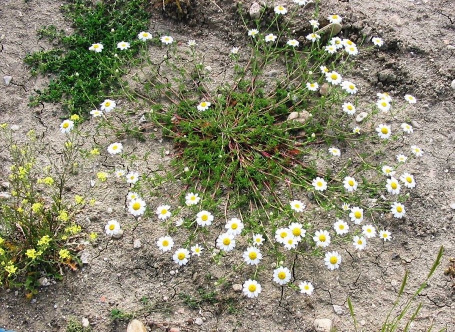 Anacyclus Pyrethrum depressus