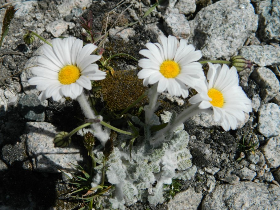 Анациклус булавовидный фото