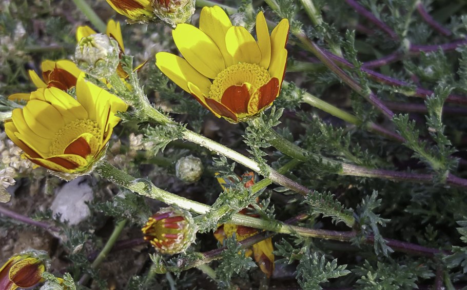 Анациклус почвопокровная Ромашка