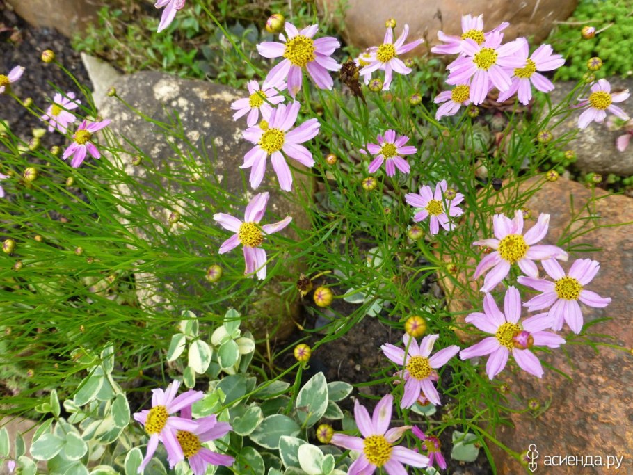 Камнеломка ястребинколистная