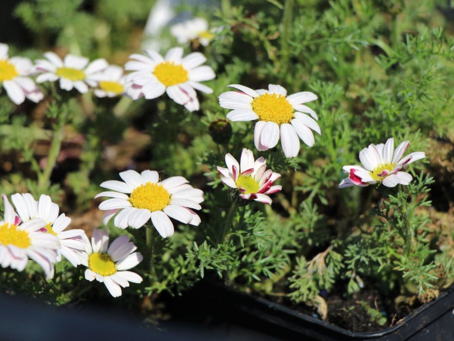 Анациклус садовый Гном