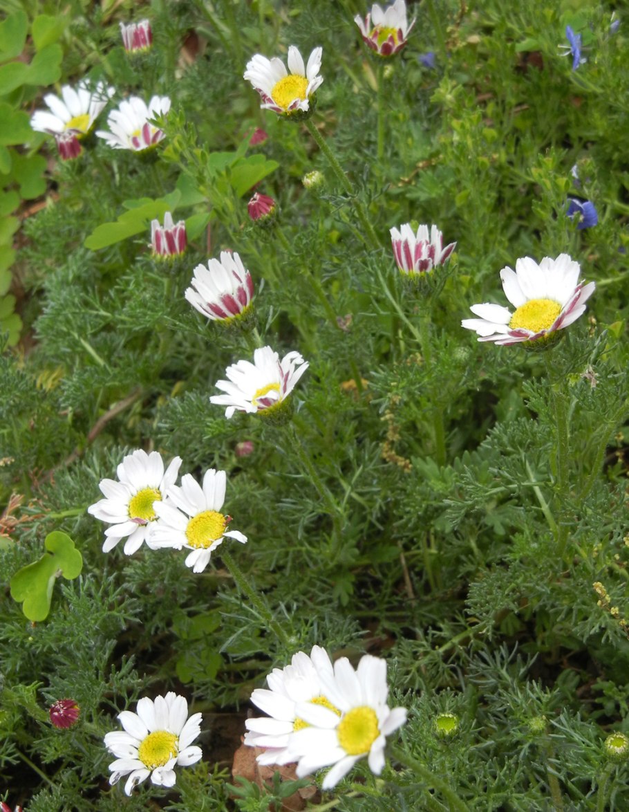 Анациклус садовый Гном