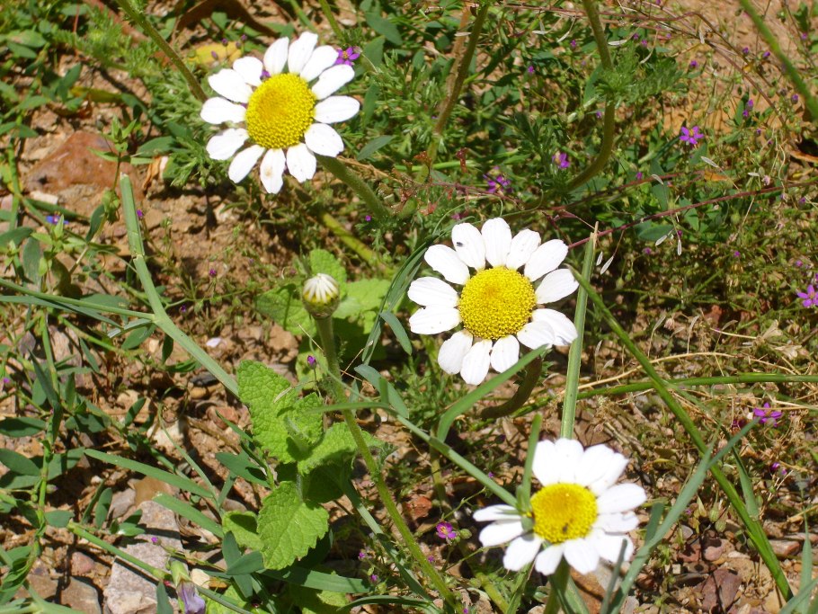 Анациклус пиретрум