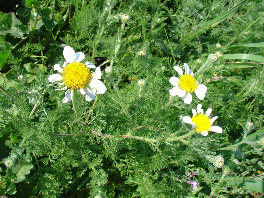 Анациклус пиретрум