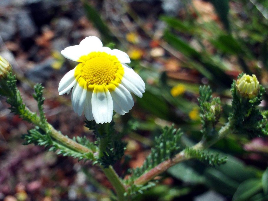 Анациклус почвопокровная Ромашка