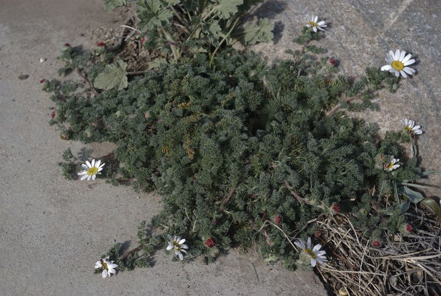 Садовые ромашки Стефания