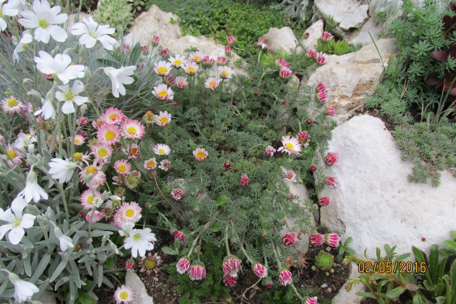 Анациклус пиретрум