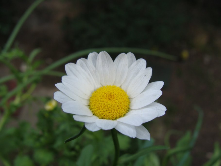 Цветок эригерон