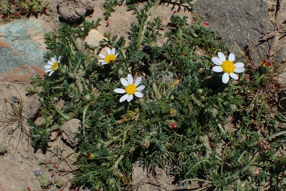 Anacyclus pyrethrum