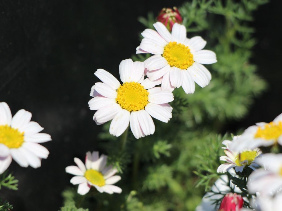 Анациклус пиретрум