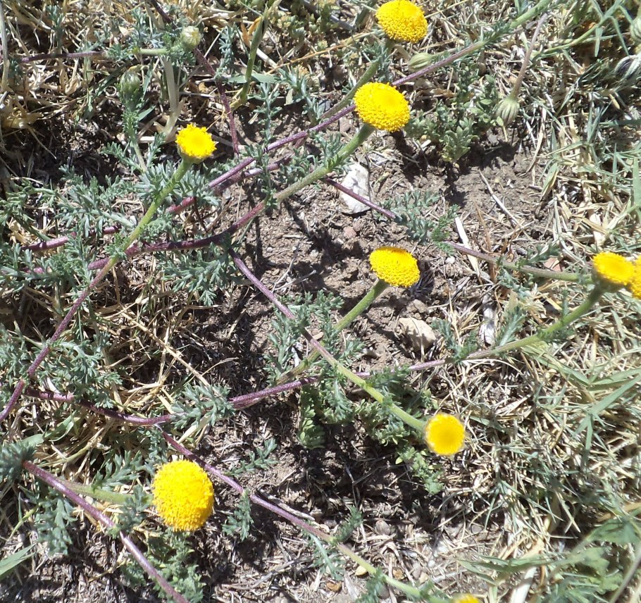 Анациклюс испанская Ромашка