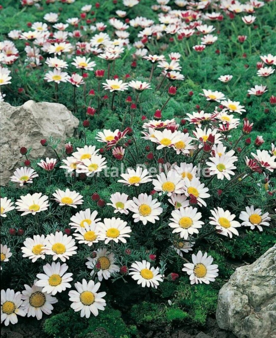 Анациклус садовый Гном