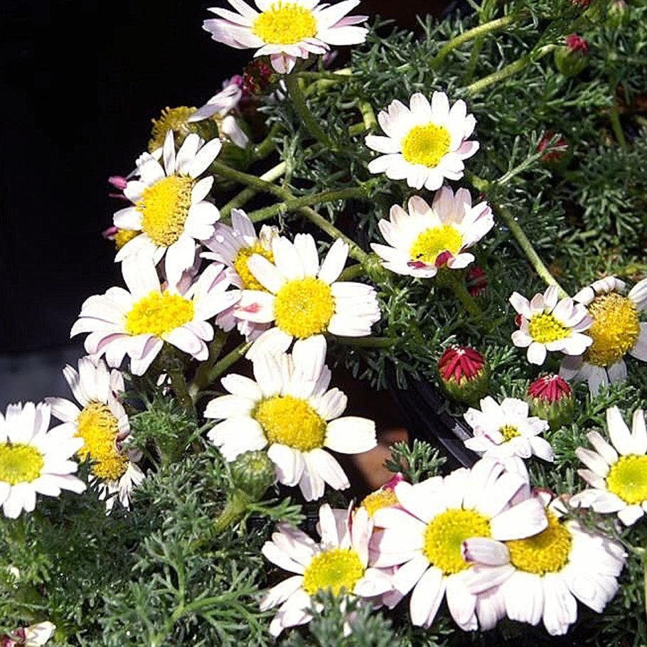 Анациклус пиретрум