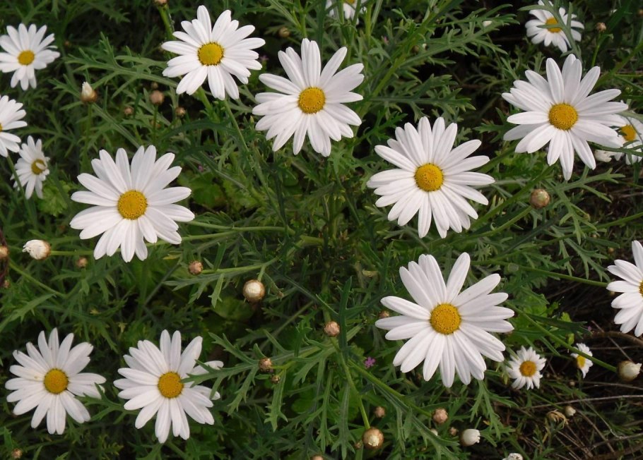 Анациклус пиретрум