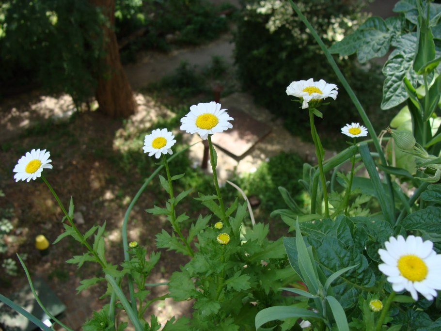 Слюногон лекарственный