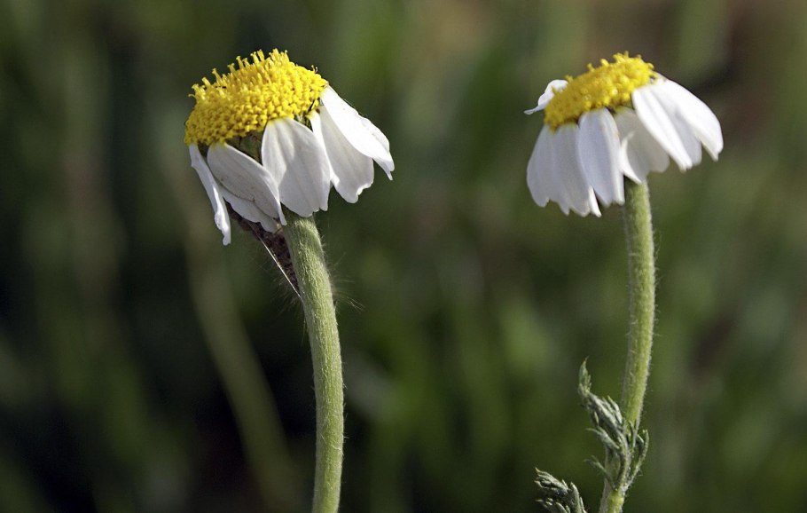 Анациклус сом