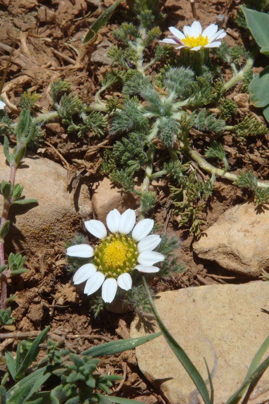 Анациклус рисунки