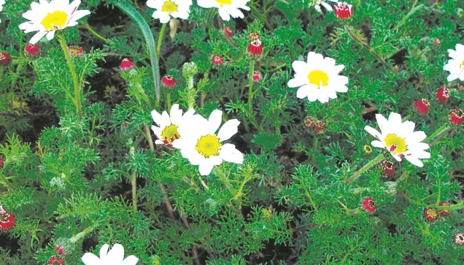 Анациклус булавовидный