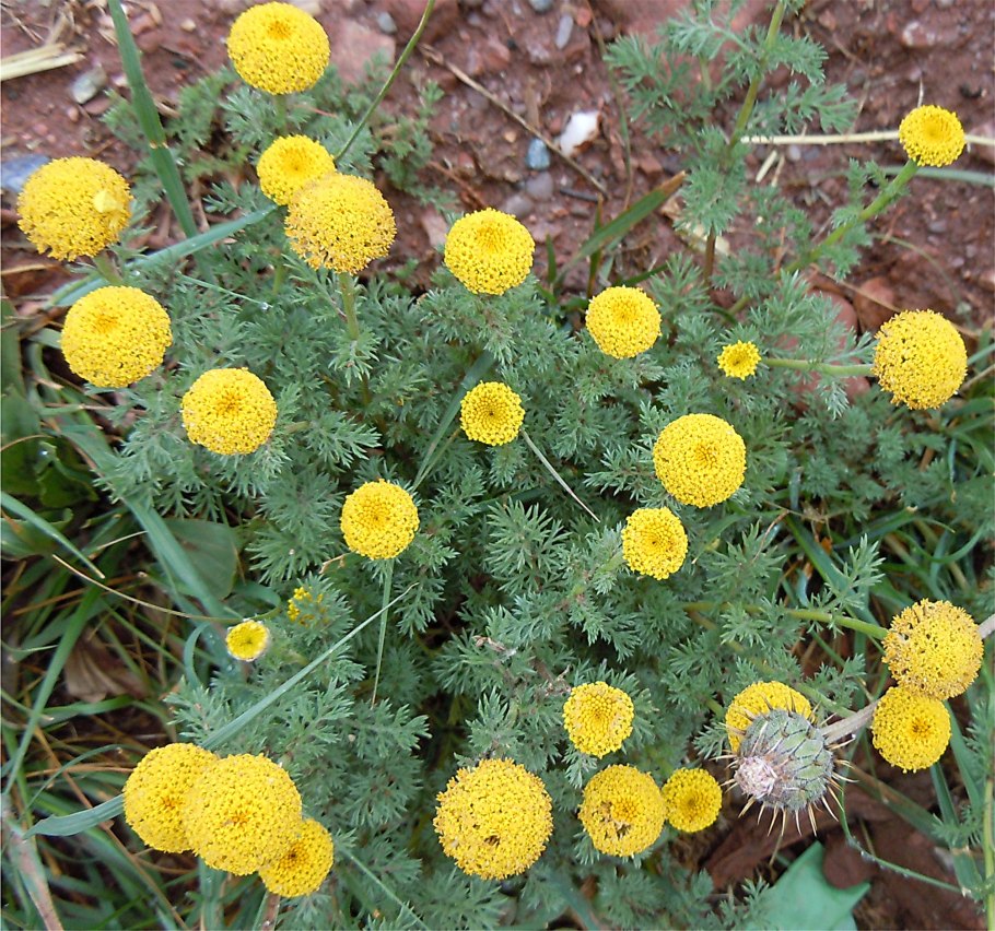 Анациклус садовый