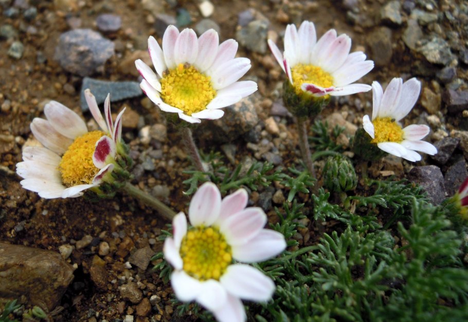 Альпийская Ромашка Адыгене