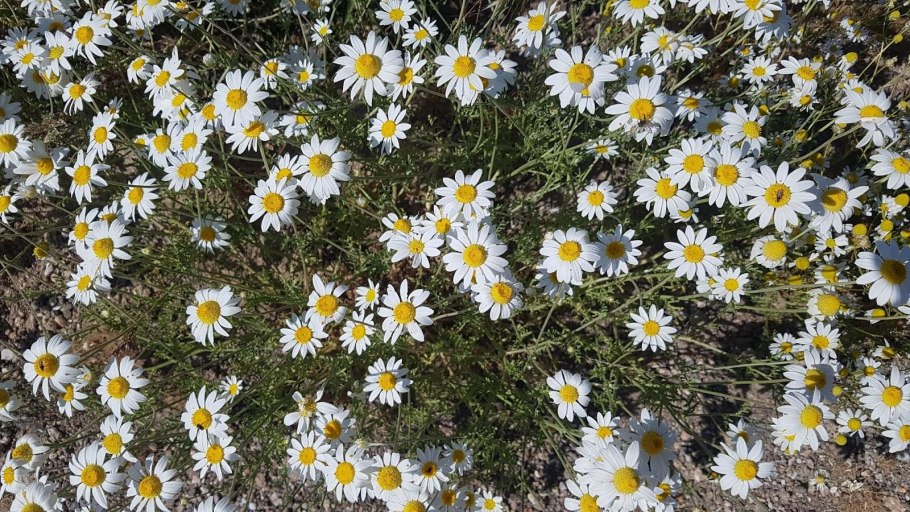 Анациклус пиретрум