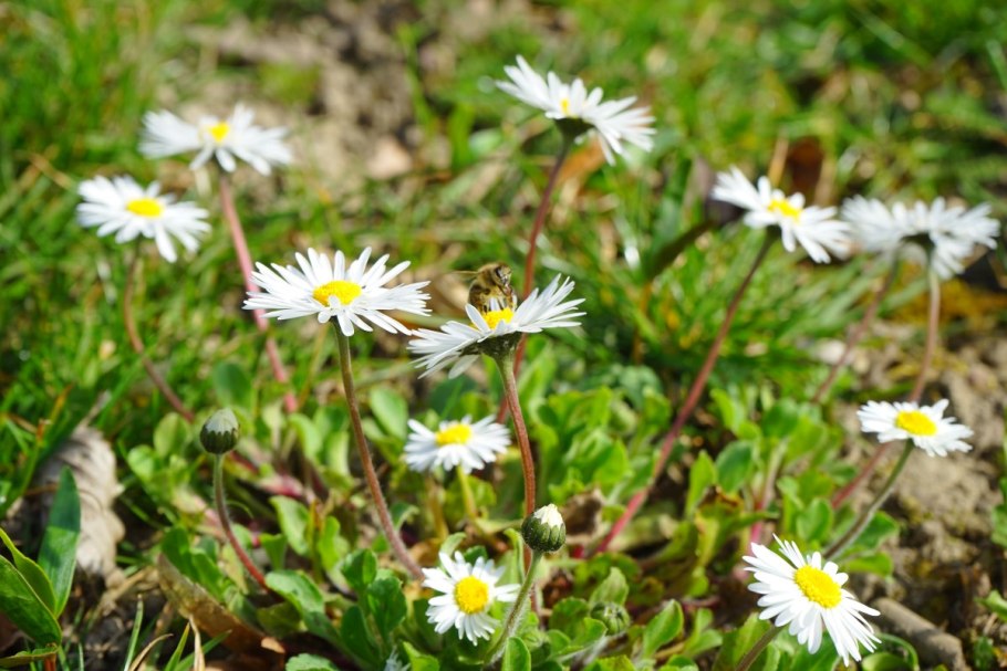 Астра Альпийская многолетняя белая