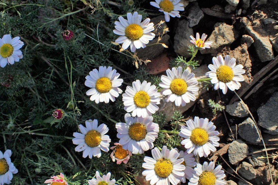 Анациклус садовый Гном