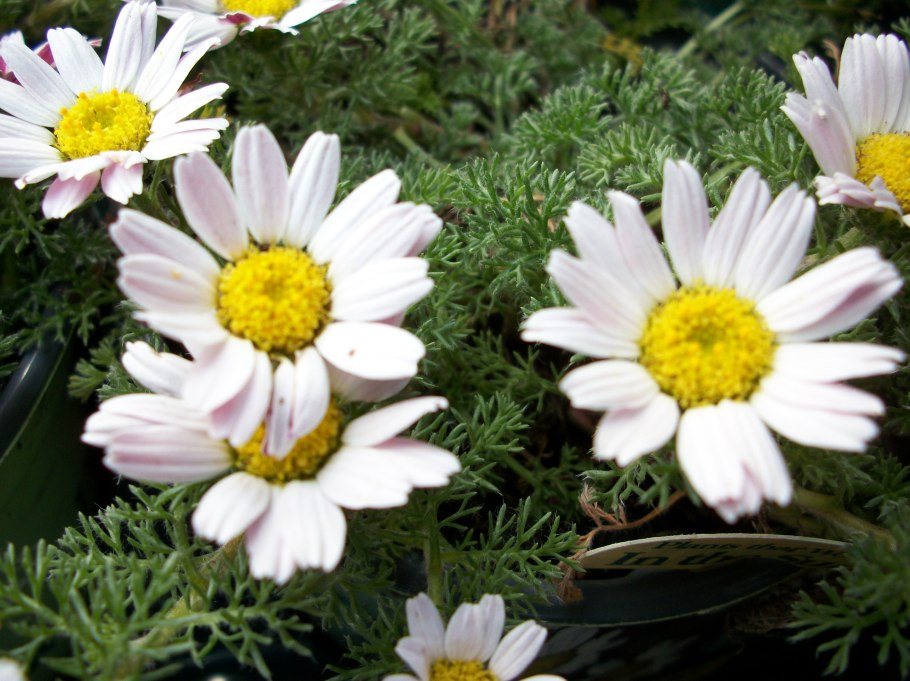 Анациклус Лучистый