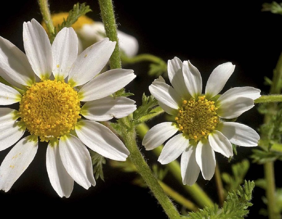 Анациклюс пиретриновый