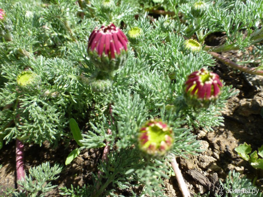 Эригерон Карвинского