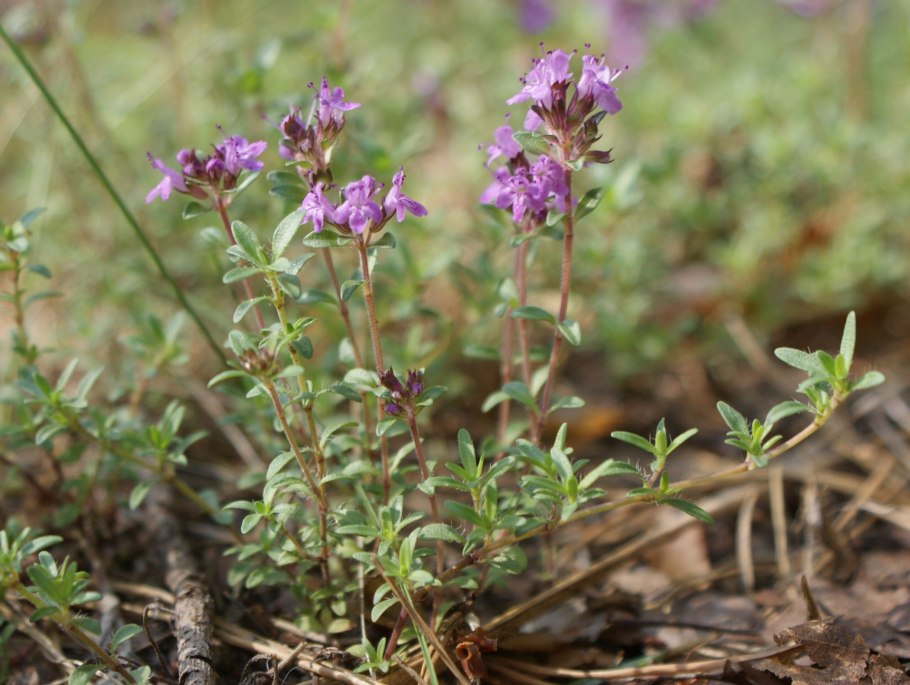 Тимьян Thymus serpyllum