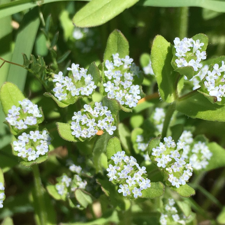 Валерианелла Огородная