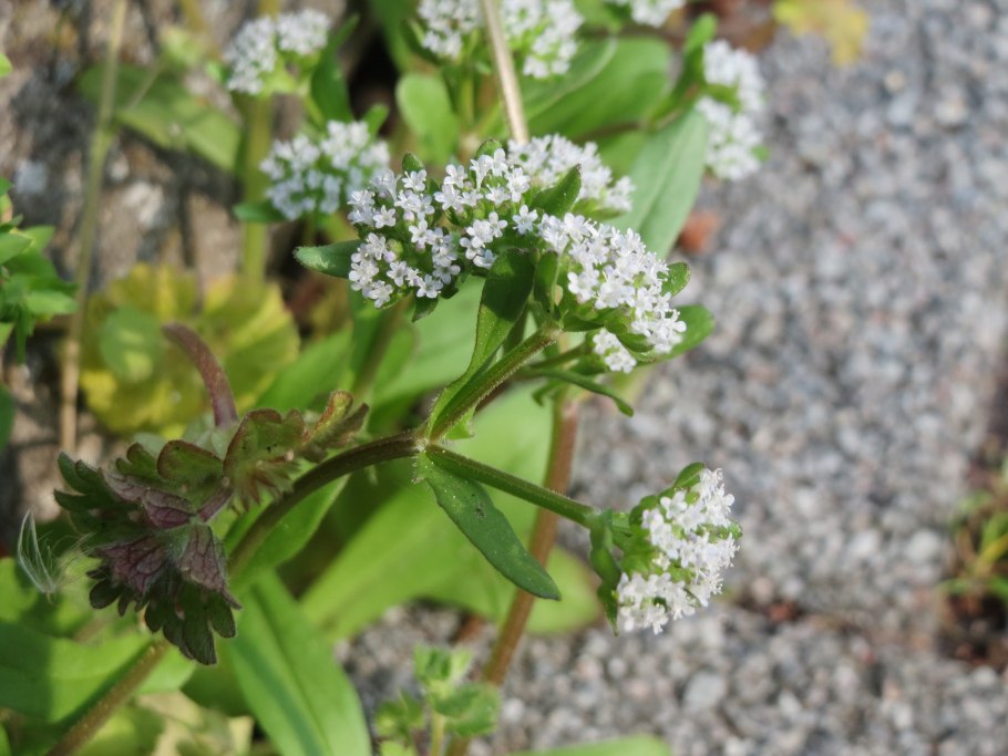 Валерианелла Полевая