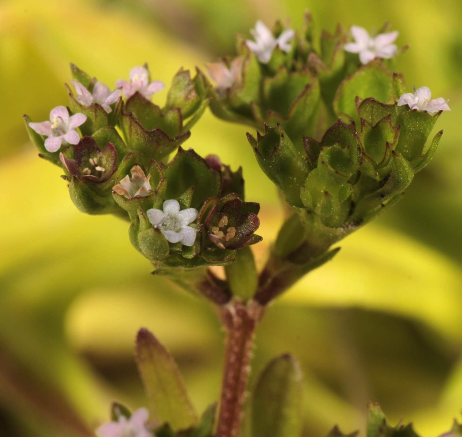 Валерианелла зубчатая