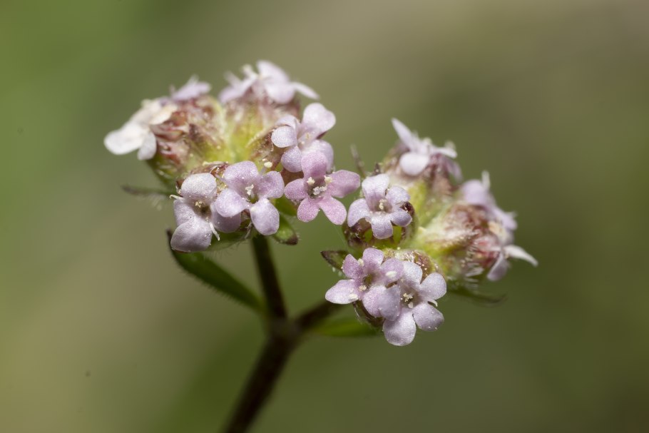 Валерианелла Огородная