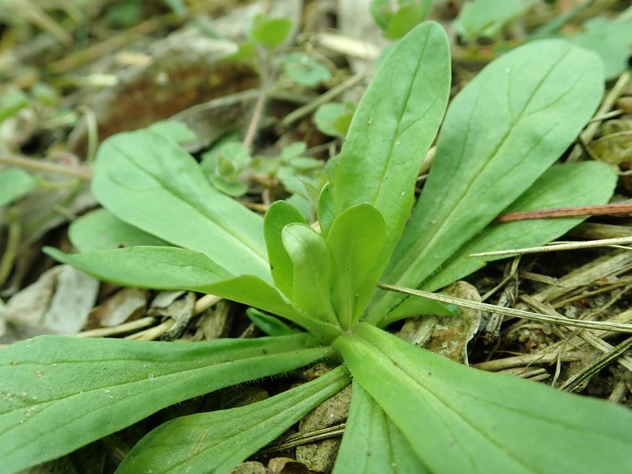 Валерианелла колосковая