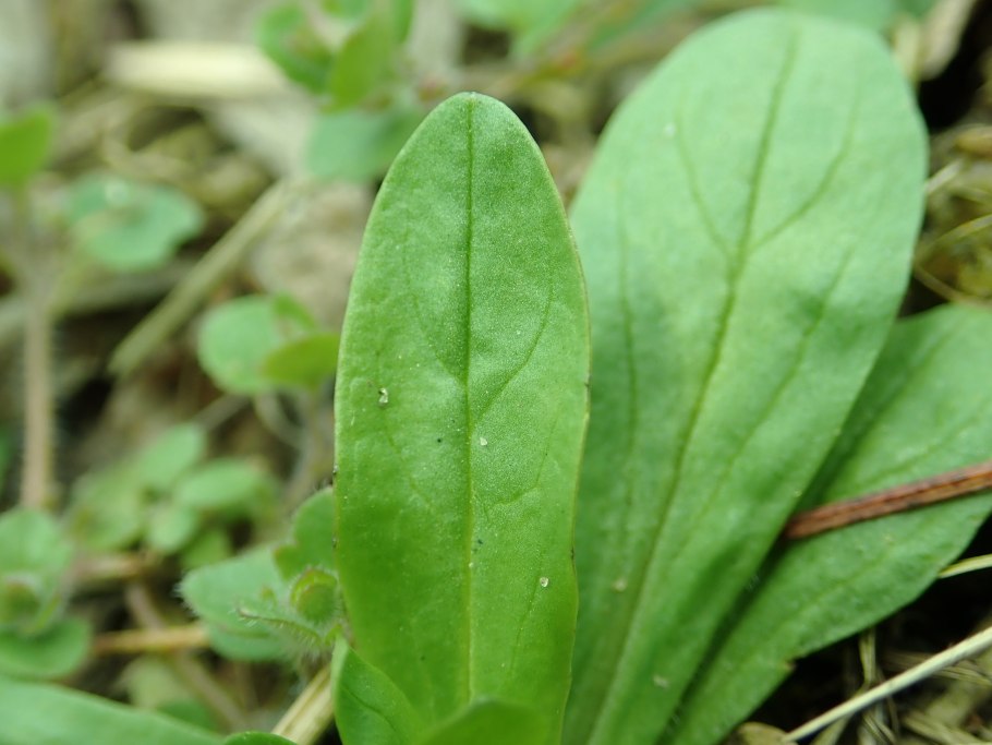 Валерианелла увенчанная