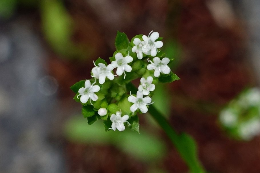 Валерианелла зубчатая