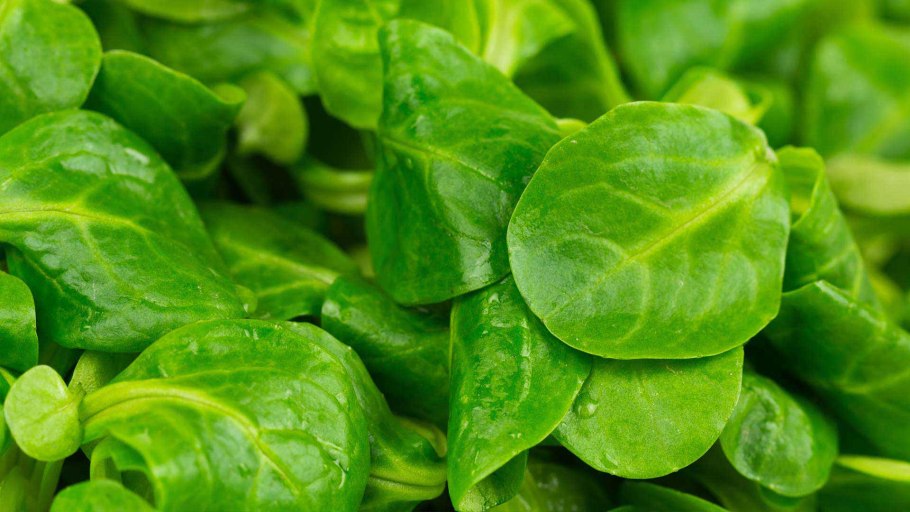 Валерианелла зубчатая