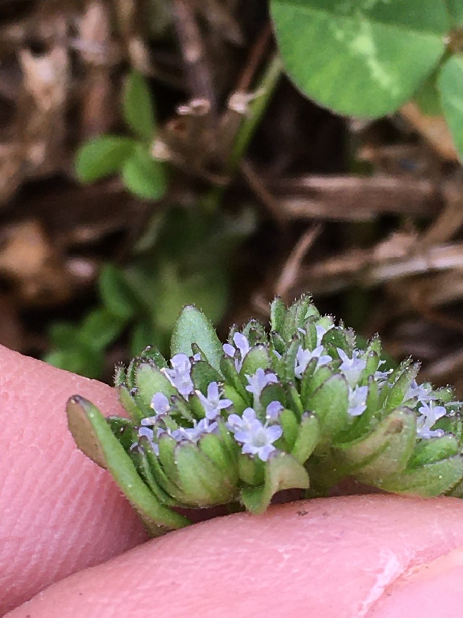 Валерианелла Огородная