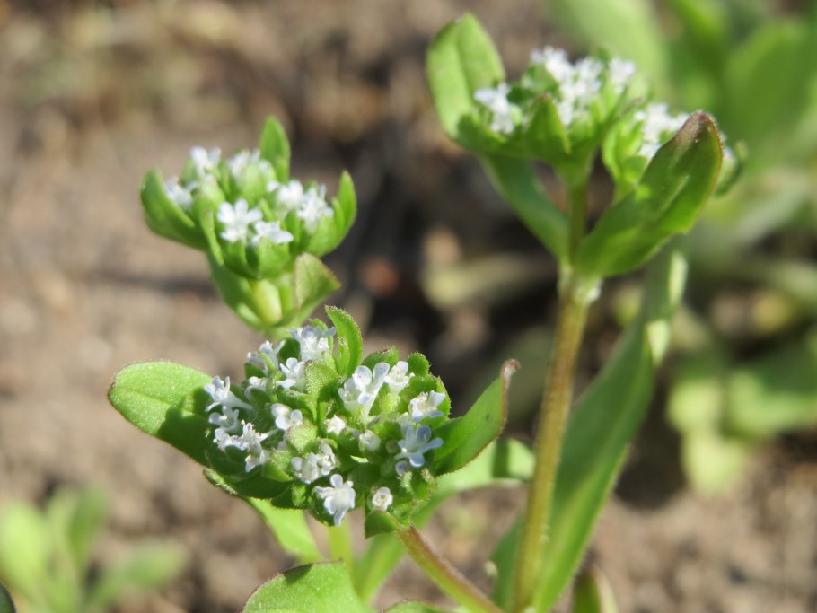 Валерианелла маленькая