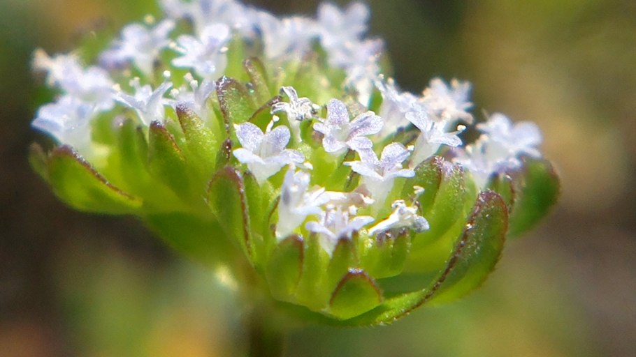 Валерианелла салатная