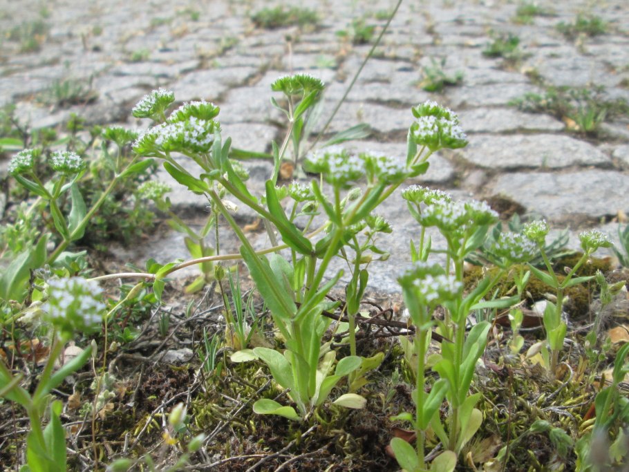 Валерианелла салатная