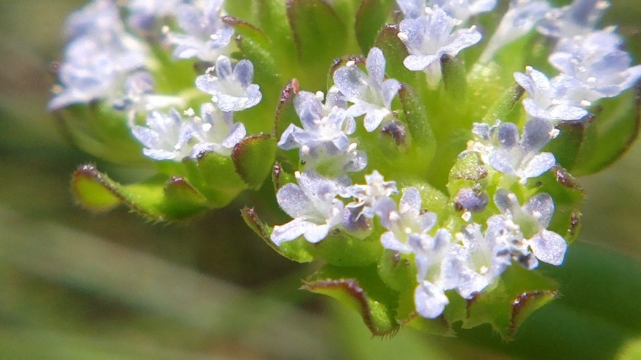 Валерианелла зубчатая