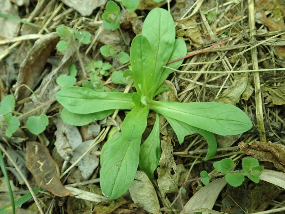 Валерианелла колосковая