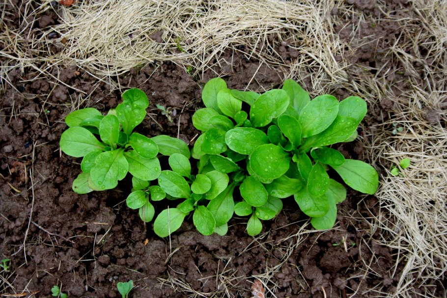 Валерианелла Огородная