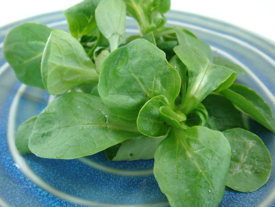 Валерианелла колосковая