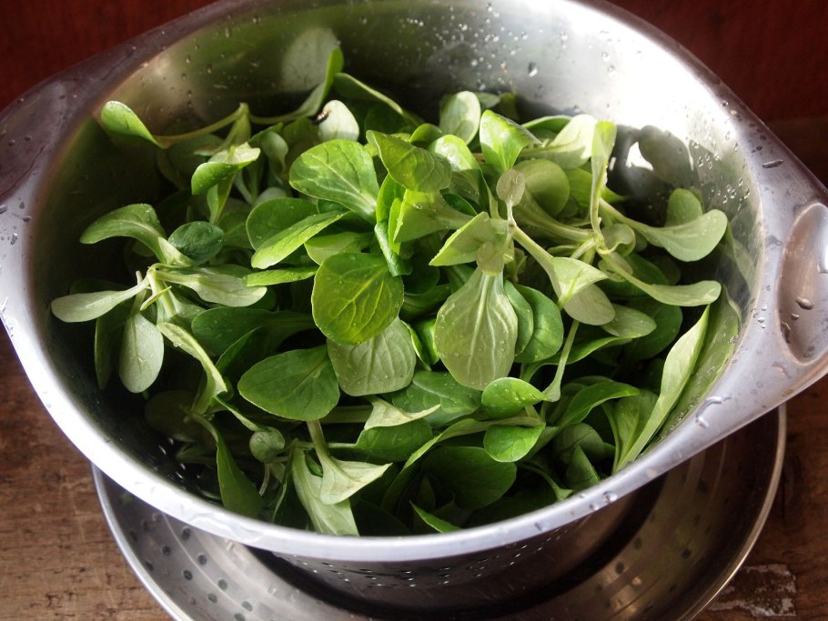 Валерианелла Огородная