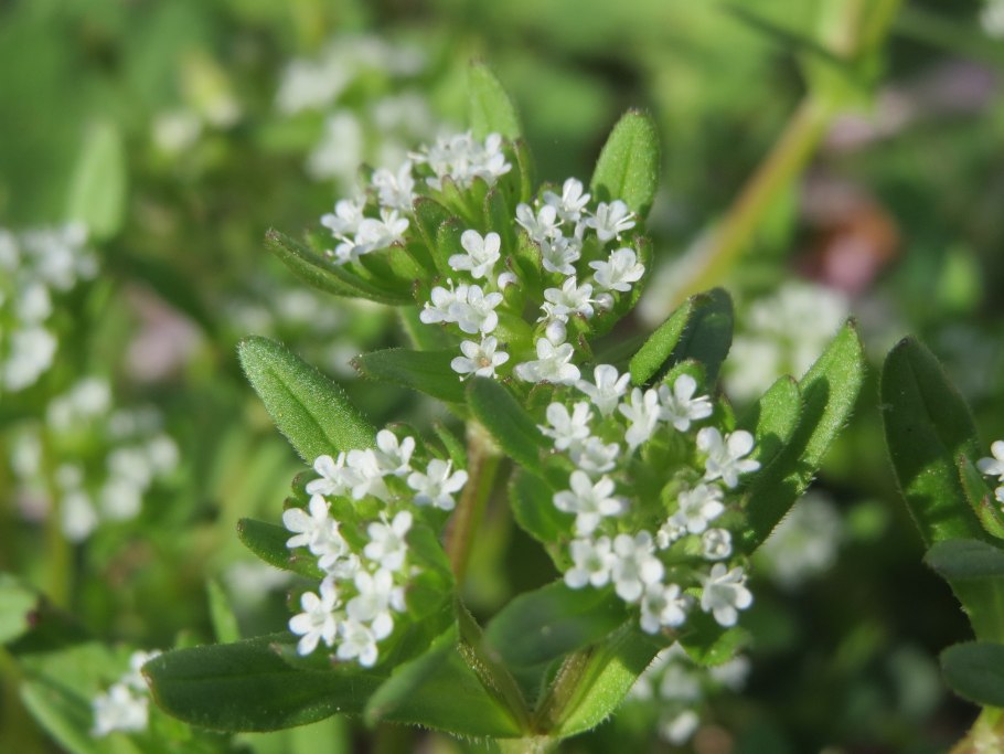 Валерианелла колосковая
