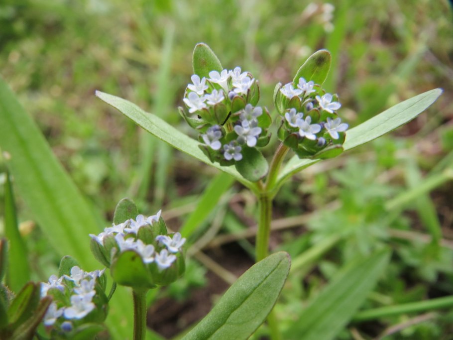 Валерианелла лакуста
